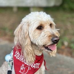 Joy - Goldendoodle