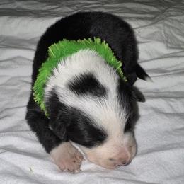 Zebo - Black and white male Border Collie puppy in Foley, Alabama from Bama Border Collies
