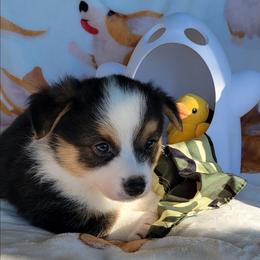 Camo bandana boy - Black and tan male Pembroke Welsh Corgi puppy in Cherokee, Oklahoma from MCS Farms-OK