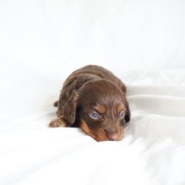 Fiona - Chocolate and tan female Dachshund puppy in Fredericksburg, Ohio from William's Dachshunds