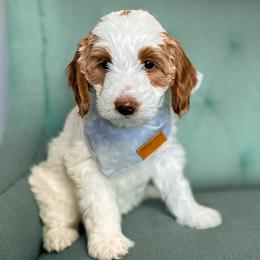Berlin - Parti Goldendoodle puppy in Chattanooga, Tennessee from Ruby's Kit & Ka'Doodles