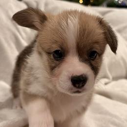 Bagel - Sable female Pembroke Welsh Corgi puppy in Beaverton, Oregon from Pordr Corgis
