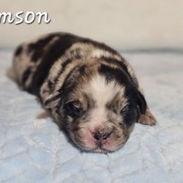 Samson - Blue merle male Australian Shepherd puppy in Owensboro, Kentucky from JnT's Bluegrass Mini Aussies