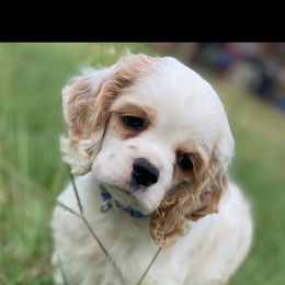 Cocker Spaniel Puppies from Gates Cocker Spaniels