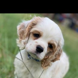 Cocker Spaniel Puppies from Gates Cocker Spaniels