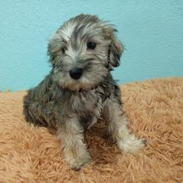 Helios - Liver male Miniature Schnauzer puppy in Neosho, Missouri from Star Light Pups