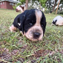 Boy 7 no collar - Black and white male English Springer Spaniel puppy in Bonifay, Florida from Sherrouse English Springer Spaniels