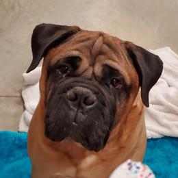 Frankie - Bullmastiff