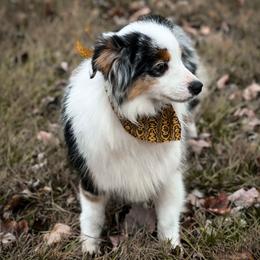 Oakley - Toy Australian Shepherd