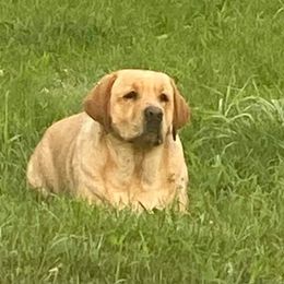 Labrador Retriever All Grown Up from Hill’s Labrador Retrievers