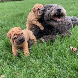 Chinese Shar-Pei and Pumi Puppies from Nixie Kennels