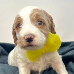 Yellow Male - Parti male Goldendoodle puppy in Great Falls, Montana from Montana Goldendoodles