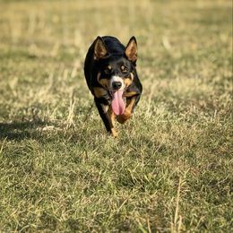 Indie - Border Collie