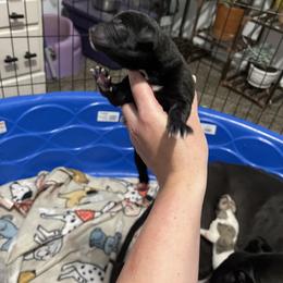 Golden Retriever and Greyhound Puppies from K and E Kennels