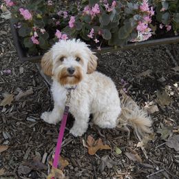 Cockapoo All Grown Up from Double J Cockapoos