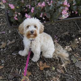 Cockapoo All Grown Up from Double J Cockapoos
