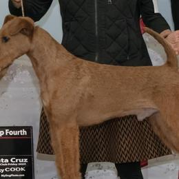 Irish Terriers from Morrigan Irish Terriers