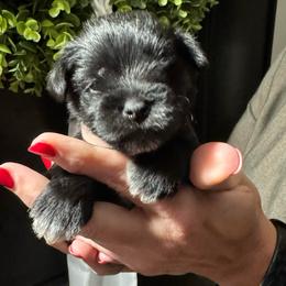 Light Pink Girl - Black female Miniature Schnauzer puppy in Oneonta, Alabama from Murphree Valley Kennels