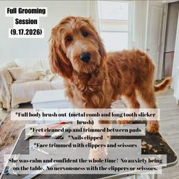 Rain - Apricot female Goldendoodle puppy in Cleburne, Texas from Big Top Doodles