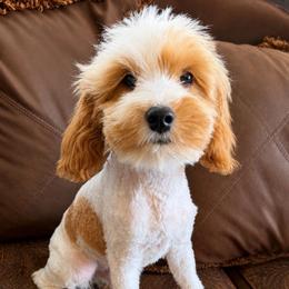 Andy - Blenheim male Cavapoo puppy in Lewiston, Utah from Country Pups Cavaliers