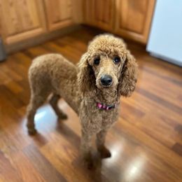 Abby - Poodle
