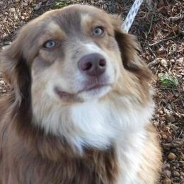 Rosie - Australian Shepherd
