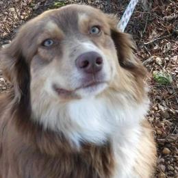 Rosie - Australian Shepherd