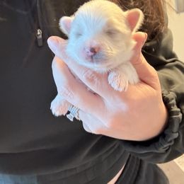White Boy - White male Pomeranian puppy in Buffalo, New York from Buffalo Pomeranians 716