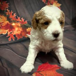 Donner - Blenheim male Cavapoo puppy in Bradenton, Florida from Christianna’s Mini Goldendoodles