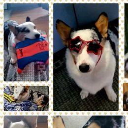 American Corgi puppies from Creek Farm Corgis