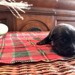 Labrador Retriever Puppies from Salt Run Retrievers