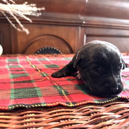 Labrador Retriever Puppies from Salt Run Retrievers