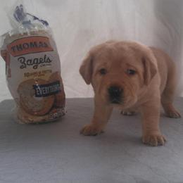 Bagel - Yellow male Labrador Retriever puppy in Prince George, Virginia from Kingdom Kenelz Labradors