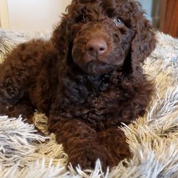 Poodle Puppies from Mountain Ridge Poodles