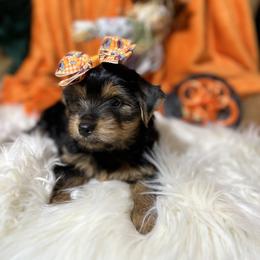 Yorkshire Terrier Puppies from Prims Puppies LLC