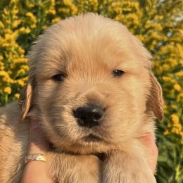 Golden Retrievers from Golden Meadow Puppies