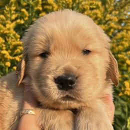 Golden Retrievers from Golden Meadow Puppies