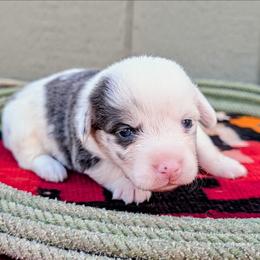 Janet - Blue merle and white female American Corgi puppy in Shawnee, Oklahoma from Sunray Ranch