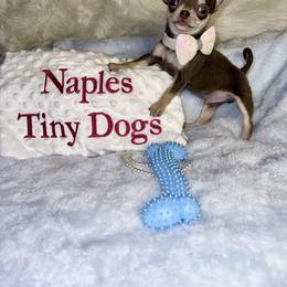 Chihuahua Puppies from Naples Tiny Dogs