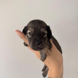 Tiny Shaded Cream boy- 3500 - Cream male Dachshund puppy in North Branch, Michigan from Monarch Miniature Dachshunds