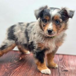 Crystal - Blue merle female Toy Australian Shepherd puppy in Carmichael, California from Aloe Aussies