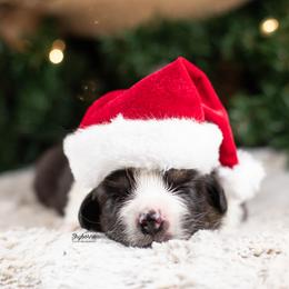 Shimmer - Black tri-color female Australian Shepherd puppy in Woodford, Virginia from Skyborne Australian Shepherds