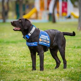 Labrador Retriever Puppies from Black Mountain Service Dogs