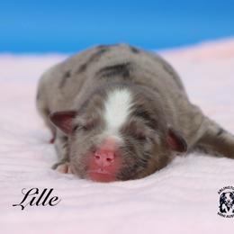 Lille - Blue merle female Miniature Australian Shepherd puppy in Weeki Wachee, Florida from Arlington's Mini Aussies