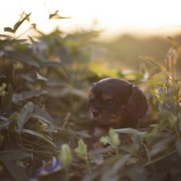 Cavalier King Charles Spaniel and Golden Retriever Puppies from Tsarevich Goldens and Cavaliers