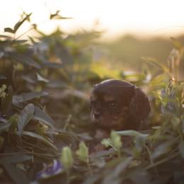 Cavalier King Charles Spaniel and Golden Retriever Puppies from Tsarevich Goldens and Cavaliers