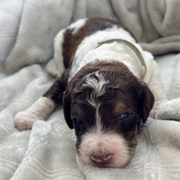 Anthony - Grey Collar - Brown male Poodle puppy in Monroe, North Carolina from The Klepper Homestead