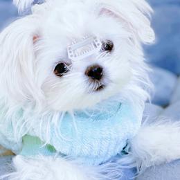 Maltese from Angelic Maltese
