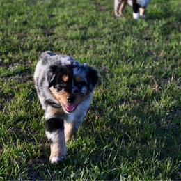 Cedar - Blue merle male Australian Shepherd puppy in Stephenville, Texas from Rockin B Australian Shepherds