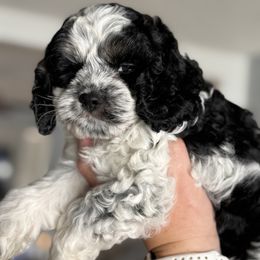 Cockapoo and Labrador Retriever Puppies from Kinkade Kennels
